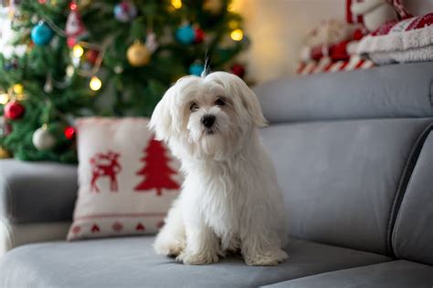 Maltese Dog Names Perfect For Your Pup - Raised Right - Human-Grade Pet ...