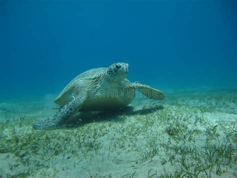 Big Green turtle . stock image. Image of water, ocean - 260070815