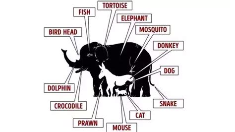 Optical Illusion Test: Find The 13 Hidden Animals Within 19 Seconds