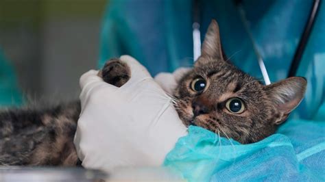 Urinary Tract Blockage in Cats | PetMD