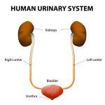 Anuria | Causes, Symptoms, Diagnosis & Treatment