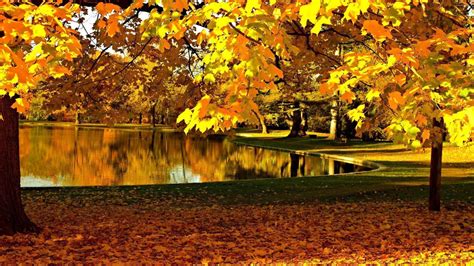 Yellow leaves in the fall HD desktop wallpaper : Widescreen : High ...