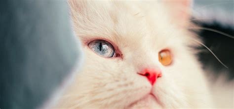 Heterochromia: Cats With Different-Colored Eyes | Litter-Robot