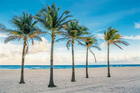 Types Of Florida Palm Trees With Pictures - Infoupdate.org