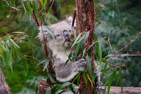 Spot Wildlife at Phillip Island's Koala Conservation Reserve