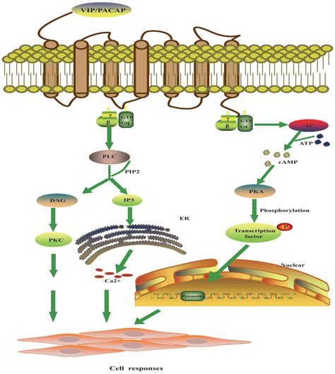 Vasoactive intestinal peptide receptor-based imaging and treatment of tumors (Review)