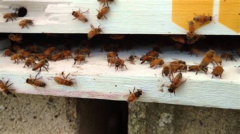 Bees at hive entrance. - YouTube