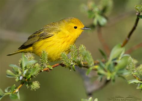 Wood-Warblers - Mia McPherson's On The Wing Photography