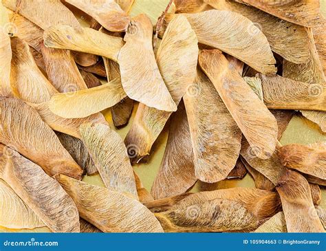 A Closeup of Lots Sycamore Seeds Stock Image - Image of floral, details: 105904663