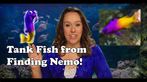 Finding Nemo Dentist Office Fish Tank Animals - YouTube