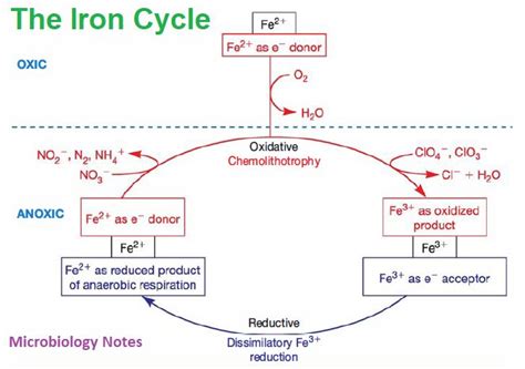 Biogeochemical Iron Cycle - Microbiology Notes