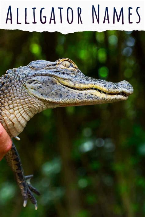 180 Awesome Alligator Names (Which Could Also Work On Crocodiles!)