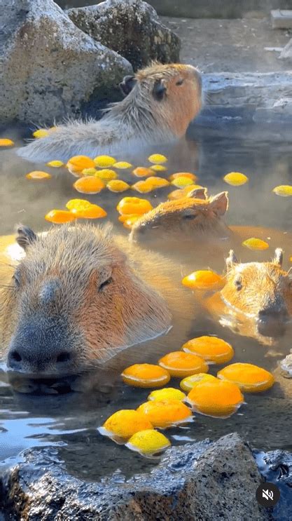 How Capybaras Relax In Japan - Karmactive