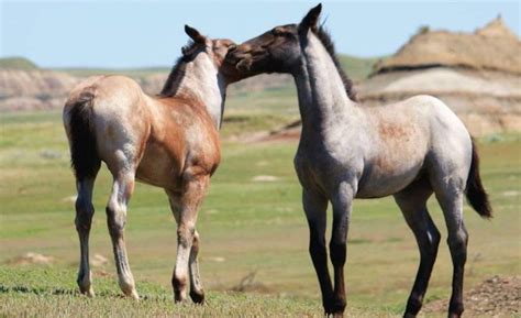 Strawberry and Purple Roan Foals shedding their Foal Coats Horse Coloring, Horsey, Foals, Bunch ...