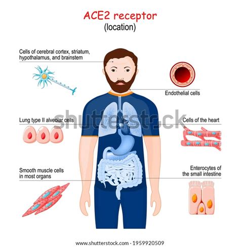 Ace2 Receptor Location 2019-ncov Angiotensin Converting Stock Vector (Royalty Free) 1959920509 ...