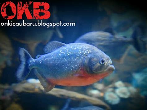 Tips perawatan ikan Piranha yang dipelihara di aquarium - On Kicau Baru