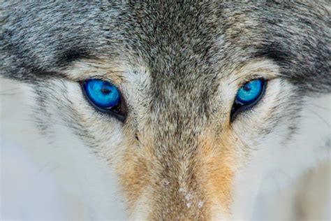 Wolf Eyes Stock Photos, Pictures & Royalty-Free Images - iStock