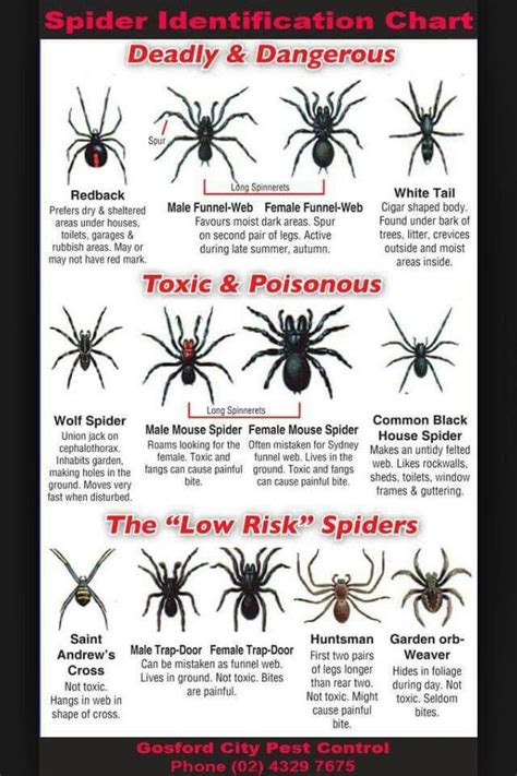 South Florida Spider Identification Chart