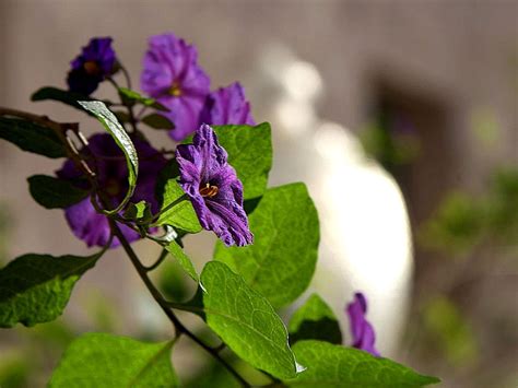 Free picture: nightshade, flowers