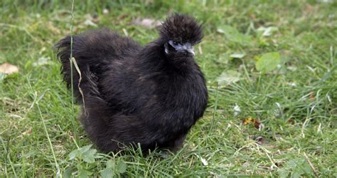 Black Silkie chickens - Cluckin