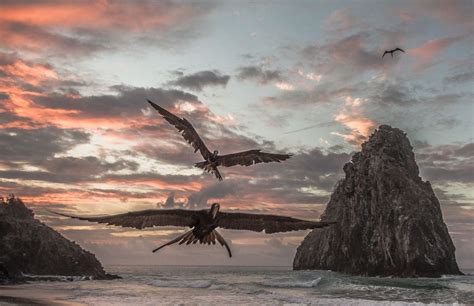 Birds at Brazilian Fernando de Noronha Beach | Smithsonian Photo Contest | Smithsonian Magazine