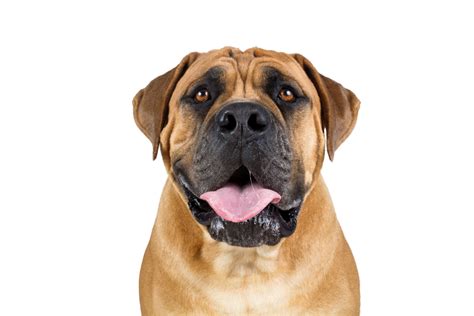 Bullmastiff Temperament