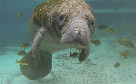 Manatees Are Making a Comeback | Live Science