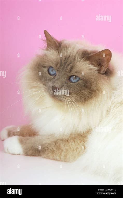 Lilac point Birman cat portrait Stock Photo - Alamy