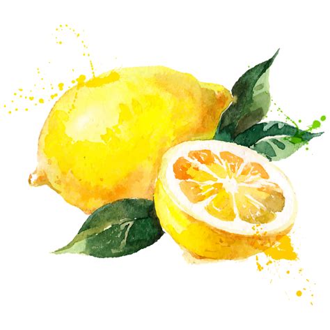 Watercolor Lemon Clipart Hd Png Download Kindpng - vrogue.co