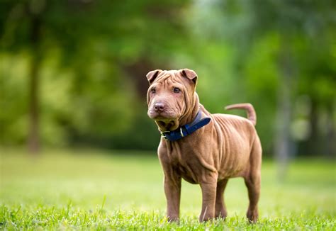 How to Calm an Anxious Dog - Strawfield Pets