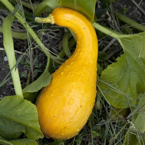 Yellow Crookneck Squash Seeds 910 · Turtle Tree Seed Initiative