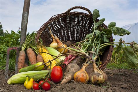 Harvesting: when are crops ready? - The English Garden