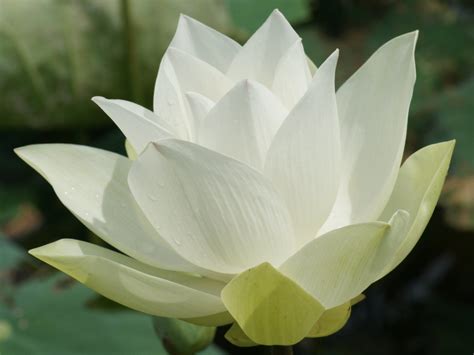 White Lotus Flower: Meaning and Symbolism - Mythologian