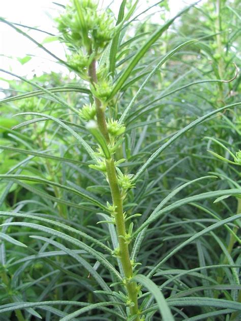 Helianthus angustifolius (Narrow Leaf Sunflower, Narrow-Leaved ...