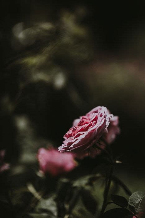 How to Shoot Moody Photography of Flowers (Dark Image Tips)