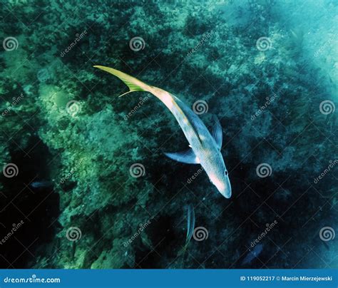 Marine Life in Atlantic Ocean on Cuban Coast Stock Image - Image of ...