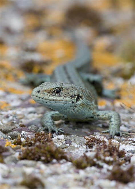 Viviparous lizard | This, Ireland's only lizard, is found in… | Flickr