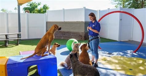 puppy training classes phoenix az - Arlinda Parkinson