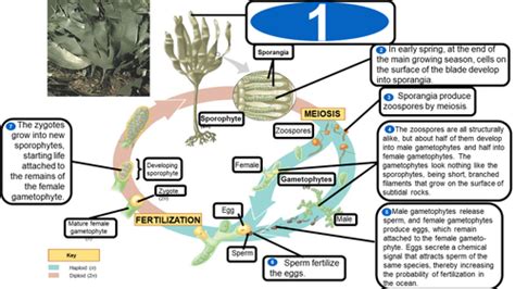 The life cycle of Laminaria: an example of alternation of generations Flashcards | Quizlet