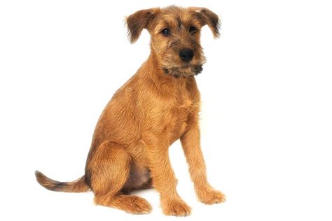 Irish Terrier Puppies For Sale