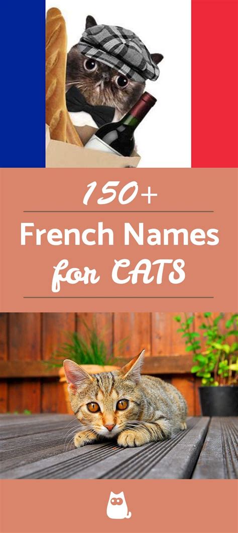 French Names For Cats - More Than 140 Options! | French cats, Cat names ...