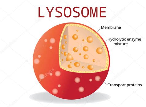 Enzimas hidrolíticas lisosomas, Membrana y proteínas de transporte, ciencia y uso médico, Vector ...