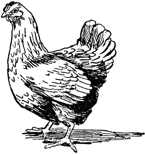 Hen | ClipArt ETC