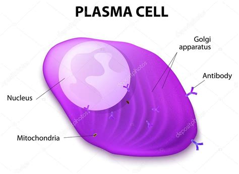 Structure of the Plasma cell — Stock Vector © edesignua #41151575