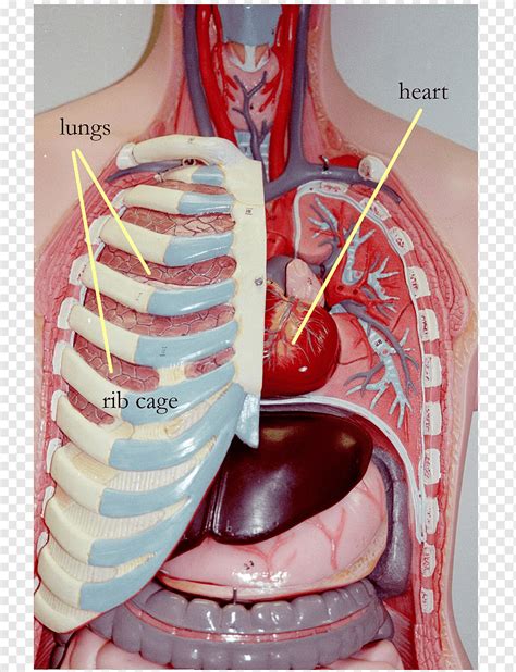 Anatomy Of Human Rib Cage With Lungs And Human Heart Internal Organs | My XXX Hot Girl