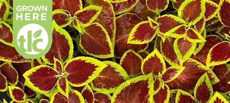 Coleus - TLC Garden Centers