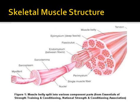 PPT - Muscle Structure and Function PowerPoint Presentation - ID:2195047