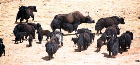 Community-based wild yak conservation in Tibet | Wildlife conservation society, Artiodactyla, Yak