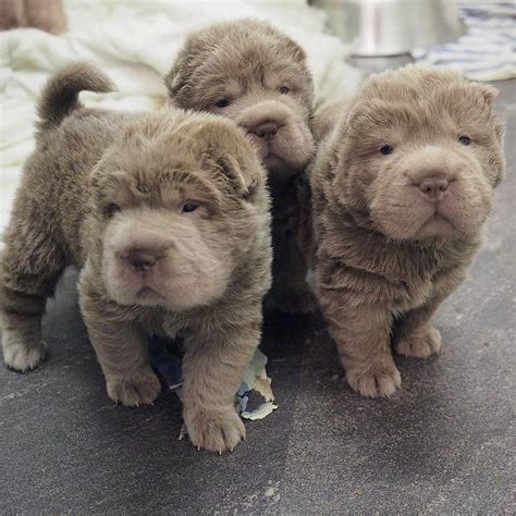 We are proud to announce the arrival of a new litter of adorable Shar-Pei puppies. We have ...