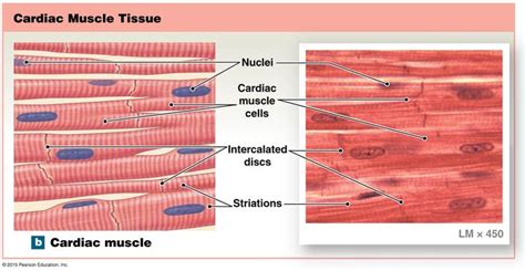 Cardiac Muscle Tissue | Muscle system, Cardiac muscle cell, Muscle tissue